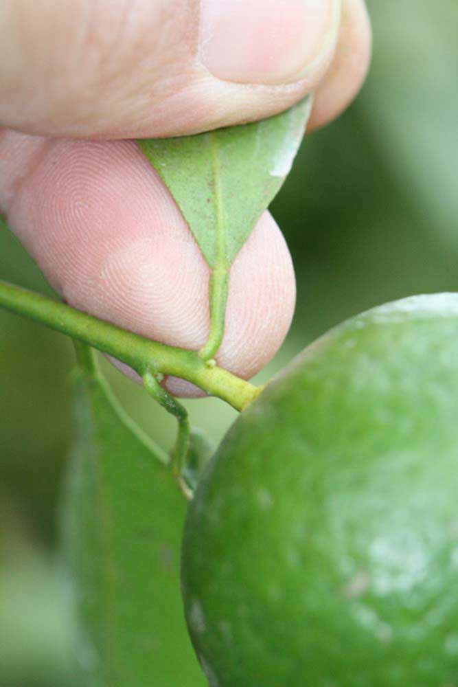              Petiole (Riverside, CA)       